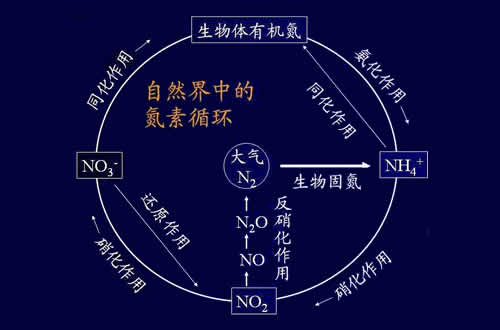 亚硝酸盐与氨氮循环